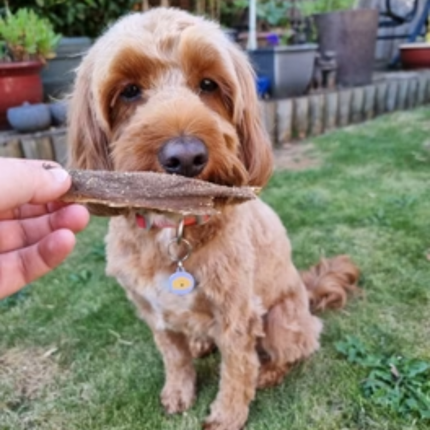 Jr PET PRODUCT|Lamb Tripe 25cm 150g (for dog)